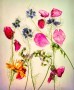 David-Royle_Wild-Flowers