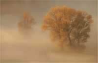In the Golden Mist