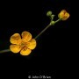 John-OBrien_Buttercup-Weed-or-Flower