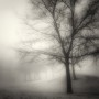 Mary-Dolan_Winter-Trees